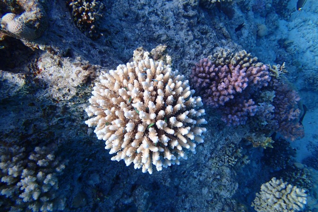 사타야 산호초 스노클링