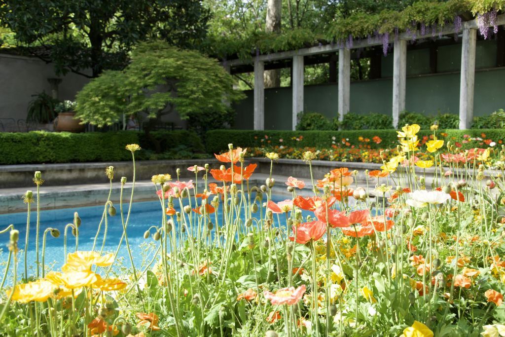 푸른 수영장 옆에는 화사한 오렌지색과 노란색 꽃이 피어 있으며, 그늘진 퍼걸러와 무성한 녹지가 배경으로 펼쳐집니다.