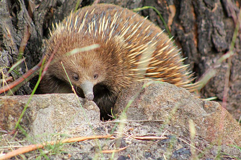 에키드나는 그리스 신화에 나오는 생물에서 이름을 따왔는데, 반은 여자, 반은 뱀이었습니다!