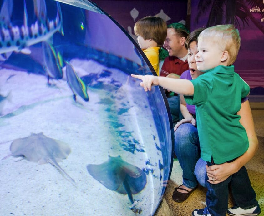 한 어린이가 수족관에서 다른 어린이와 성인 남성 옆에 있는 성인 여성의 무릎에 앉아 물고기와 가오리를 가리킵니다.