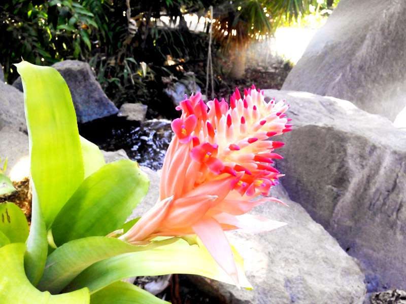 녹색 잎에서 분홍색과 빨간색 꽃이 나오는데, 바위와 무성한 초목을 배경으로 합니다.