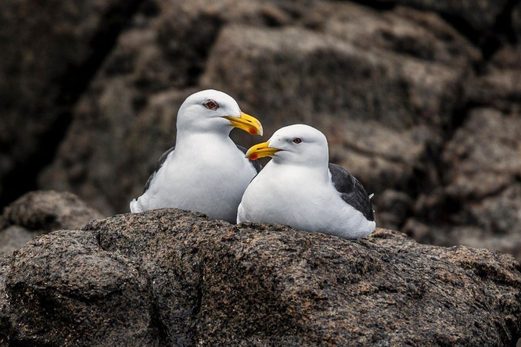흰 머리, 노란 부리, 검은 날개를 가진 갈매기 두 마리가 큰 바위 위에 바위 배경에 놓여 있습니다.