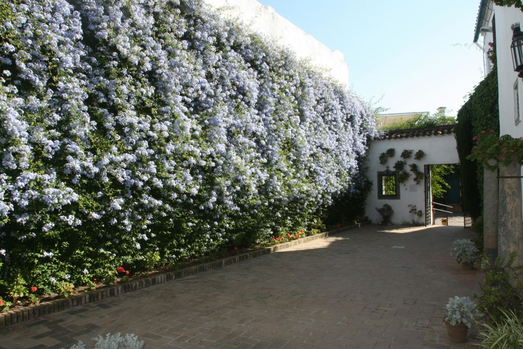 보라색 꽃이 만발한 덩굴로 덮인 커다란 벽과 등반용 식물이 있는 아치형 통로가 있는 야외 안뜰.