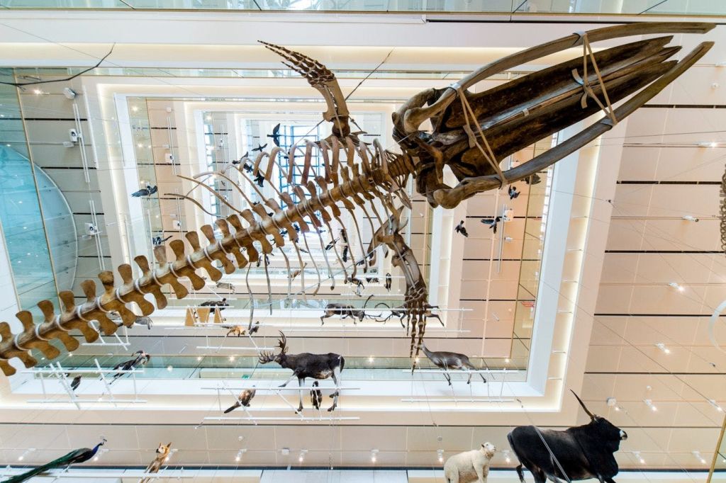 뮤즈의 심장, 빅 보이드 (Big Void)