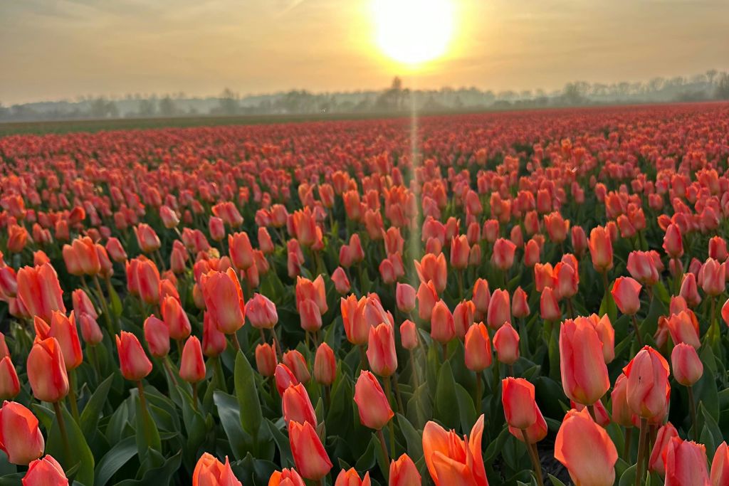 아름다운 튤립밭