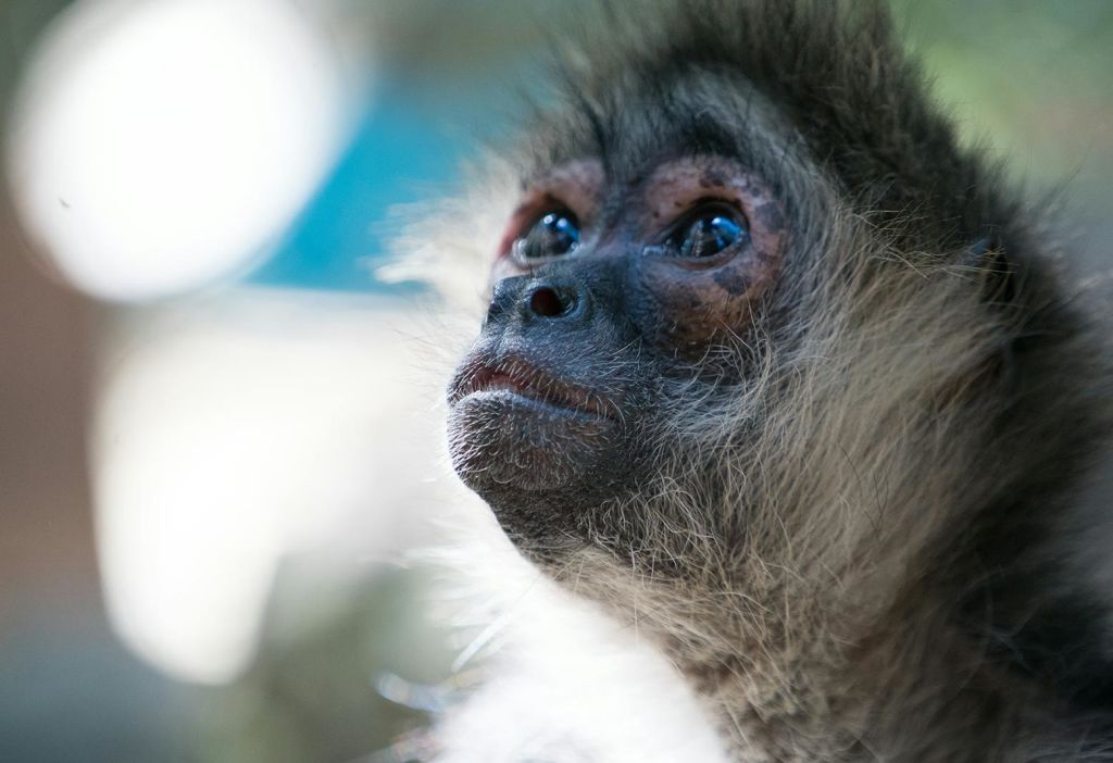원숭이 얼굴의 클로즈업. 섬세한 털과 표현력이 돋보이는 눈으로 살짝 위를 바라본다. 배경이 흐릿합니다.