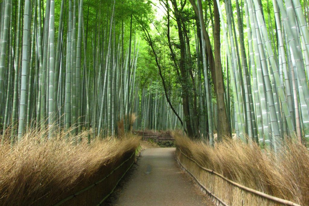 높은 초록색 대나무 줄기와 마른 갈색 잔디가 양옆으로 펼쳐진 흙길이 빽빽한 대나무 숲을 휘감고 있습니다.