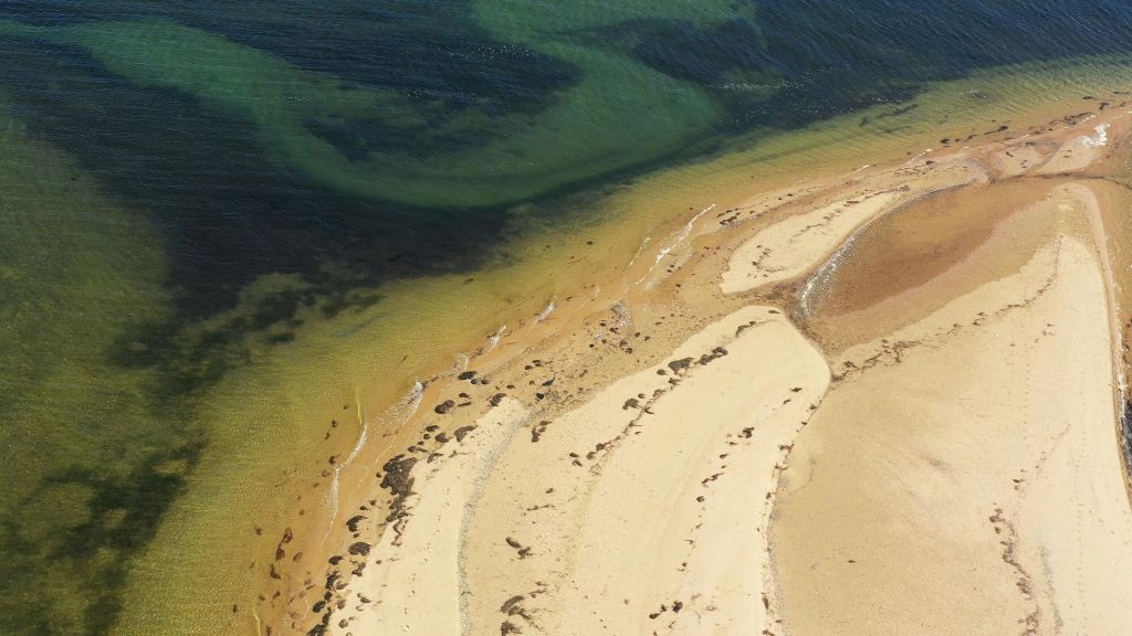 해안선 근처의 해초 패치와 짙은 녹색 물이 있는 모래 해변의 공중 전망.