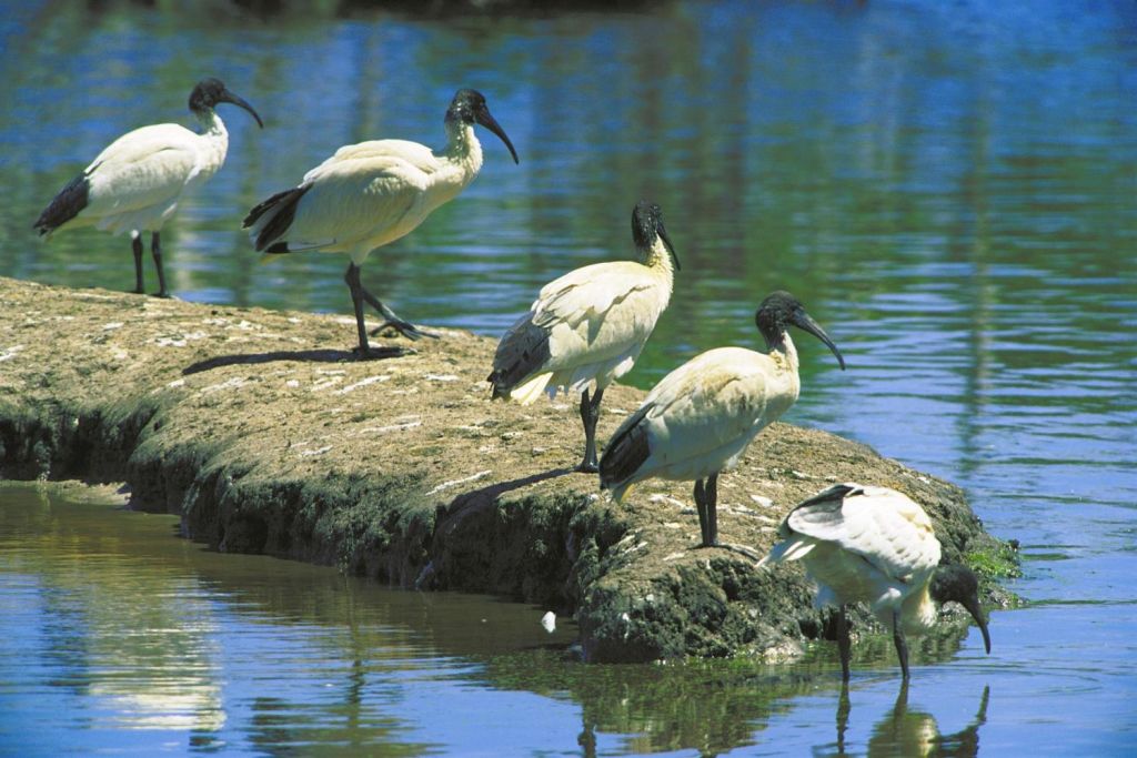 Look for birdlife at the island wetlands (seasonal)