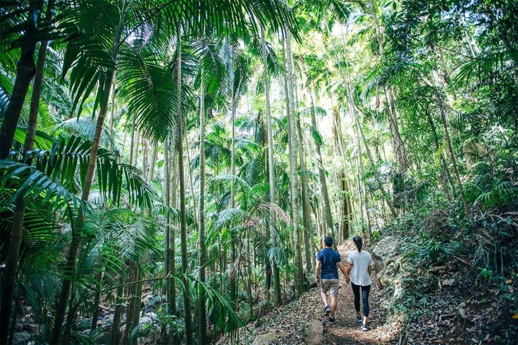 열대우림 속을 걷는 커플