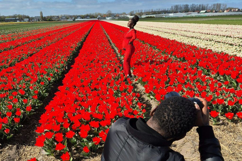 붉은 옷을 입은 사람이 붉은 튤립 밭에서 포즈를 취하고, 다른 사람은 활기찬 꽃 속에서 사진을 찍습니다.