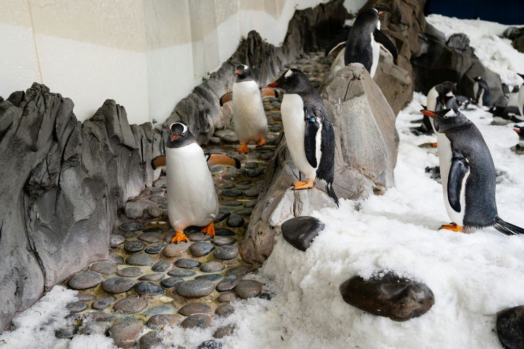 밀폐된 공간에서 바위 지형과 눈 위에 여러 펭귄이 서 있습니다. 몇몇은 걷고 있고, 다른 몇몇은 바위에 자리잡고 있습니다.