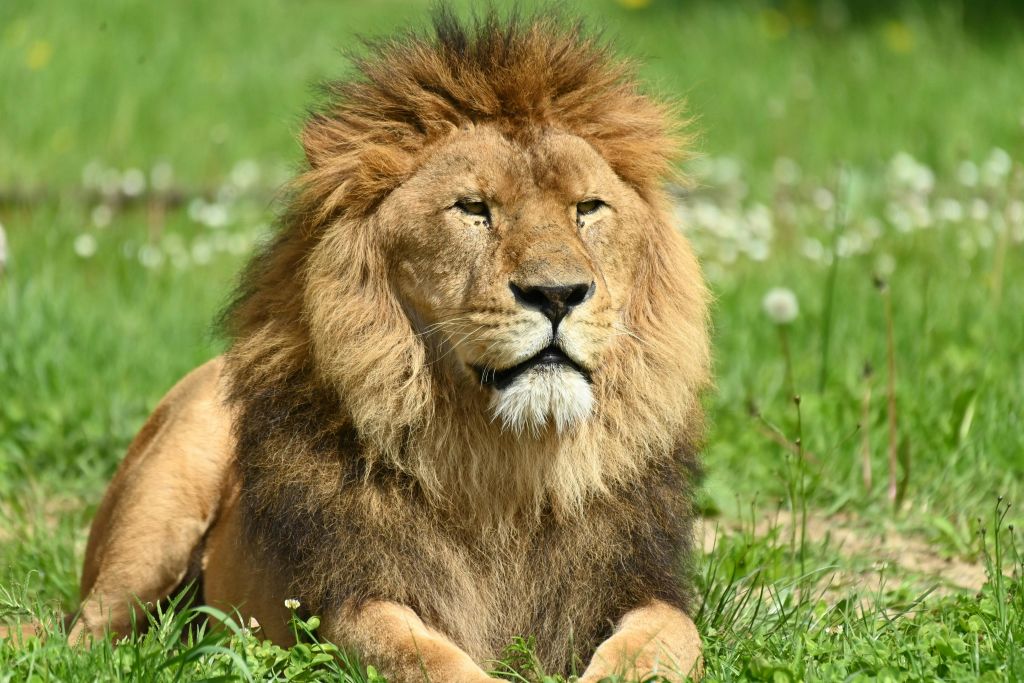 햇살이 내리쬐는 야외 환경에서 잔디에 누워 두꺼운 갈기를 가진 수컷 사자.