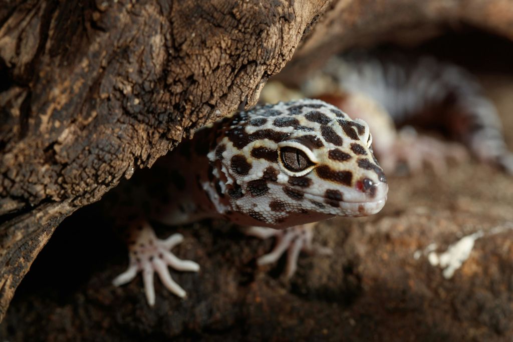 코펜하겐 동물원