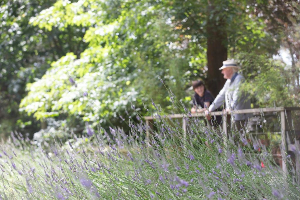 높은 라벤더 식물을 배경으로 울창한 나무가 우거진 정원의 나무 울타리 뒤에 두 사람이 서 있습니다.