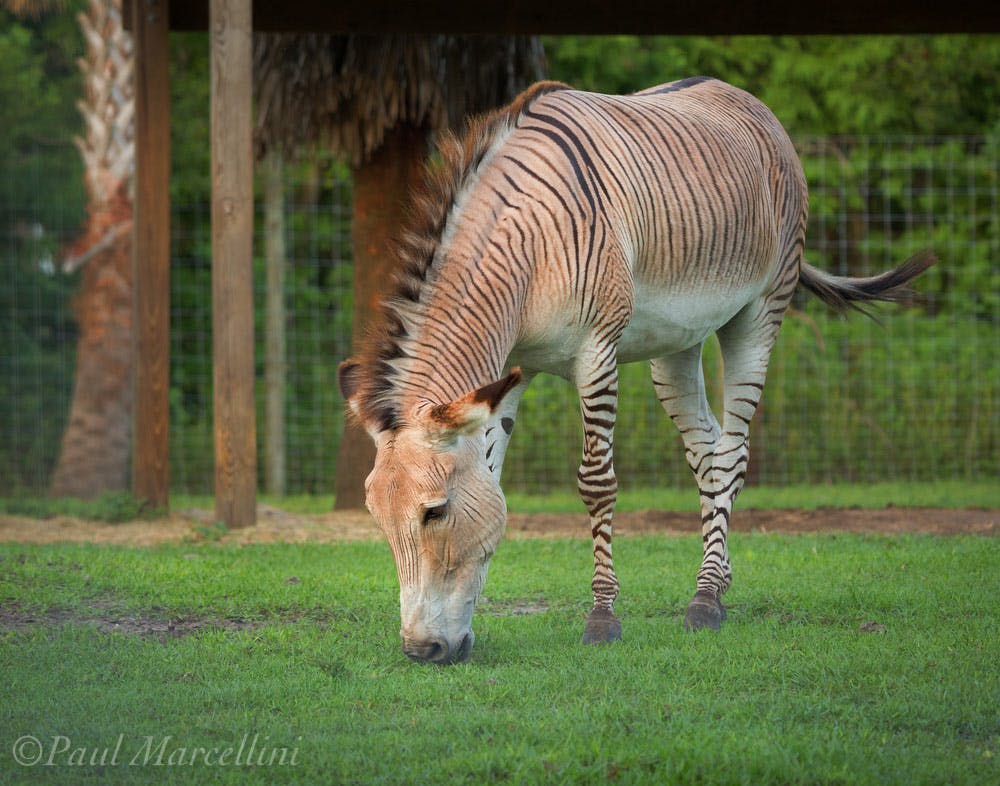 줄무늬 다리와 황갈색 몸체가 울타리 인클로저의 잔디에서 풀을 뜯는 Zonkey (zebra-donkey hybrid).