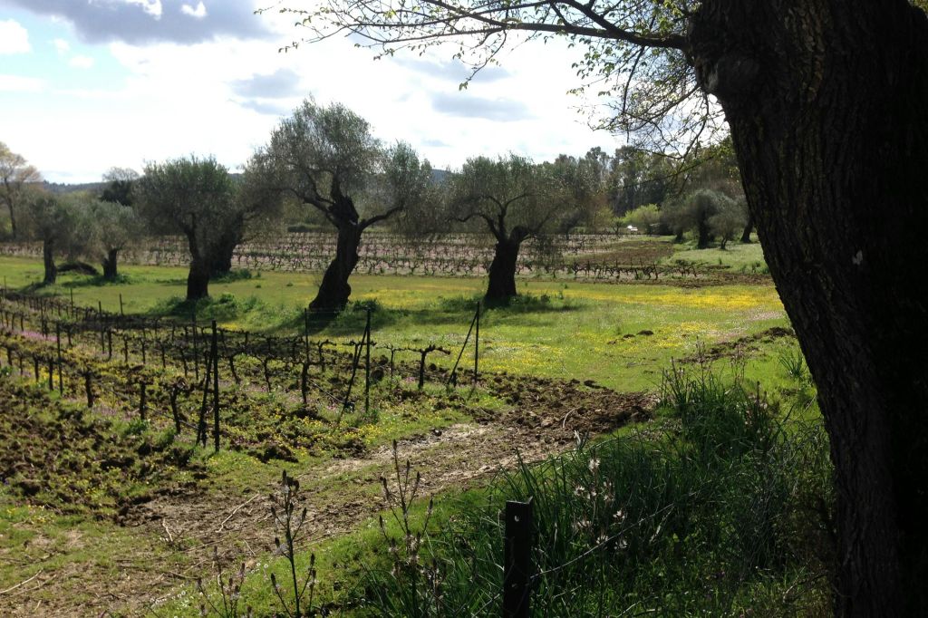 부분적으로 흐린 하늘 아래 세 그루의 커다란 나무, 포도나무, 풀이 우거진 들판.