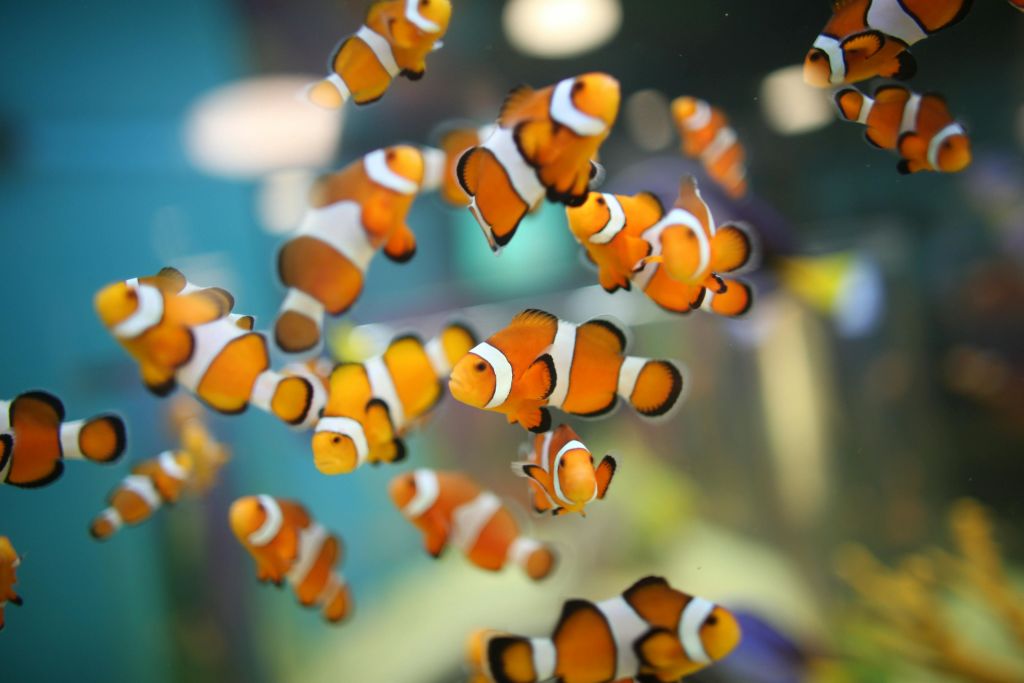 리플리스아쿠아리움오브캐나다