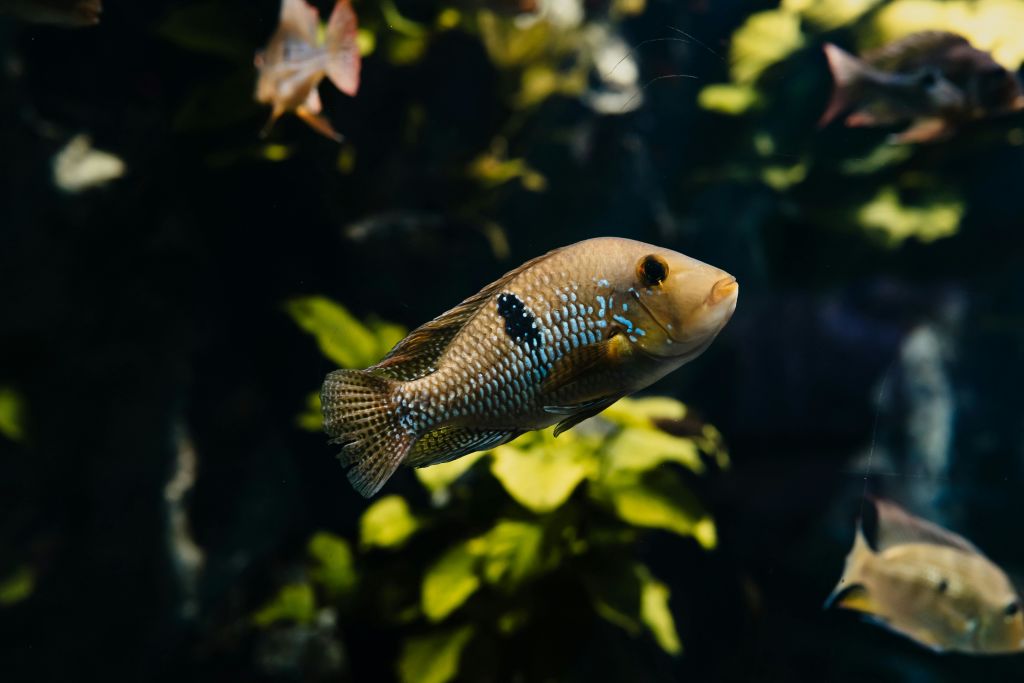 푸른 점과 검은 점이 있는 물고기가 수족관의 녹색 식물 근처에서 헤엄치고 있습니다.