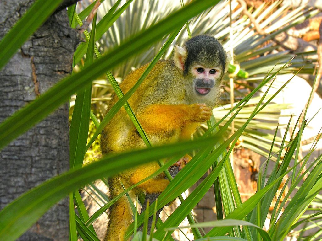 노란색과 회색 털을 가진 작은 원숭이가 초목이 빽빽한 지역의 녹색 잎에 달라붙고 있습니다.