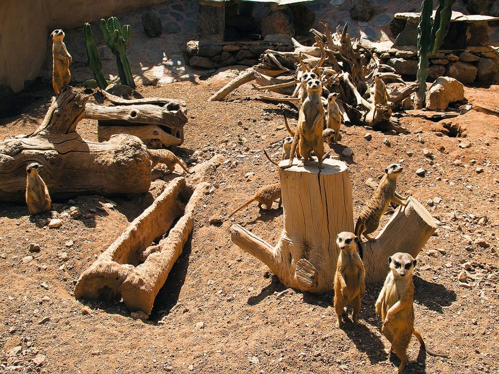 동물원 인클로저의 통나무와 바위로 둘러싸인 나무 그루터기와 모래 지상에 서 있는 여러 마리의 미어캣.