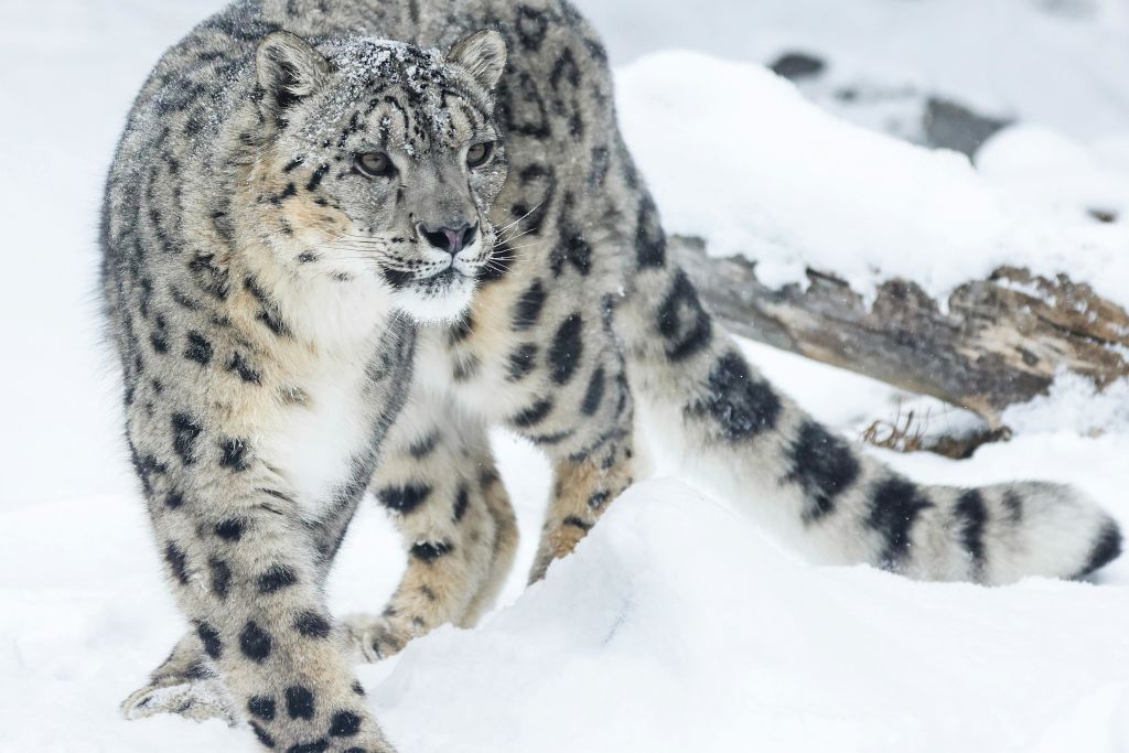 점박이 코트가 달린 눈표범이 설원을 거닐고 있으며, 통나무가 배경으로 보입니다.