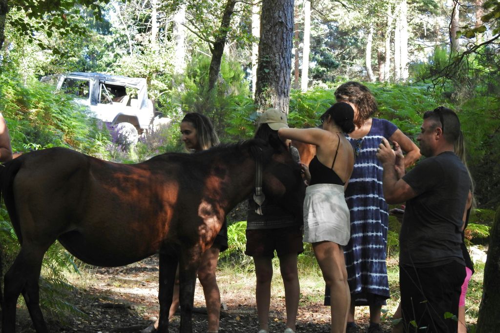 가라노스 야생마