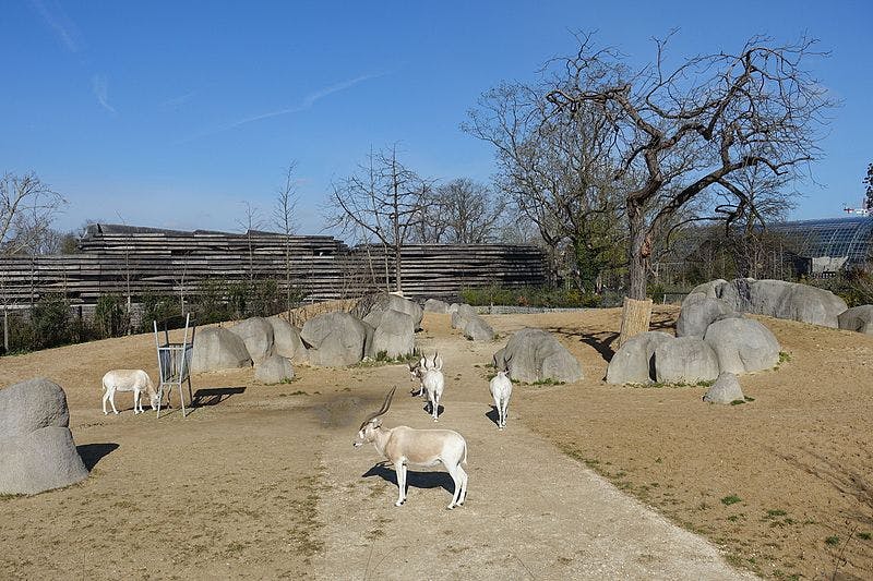 잎이 없는 나무와 푸른 하늘이 있는 바위투성이의 밀폐된 동물원 서식지에 길고 구부러진 뿔을 가진 네 마리의 흰 영양이 서서 걷고 있습니다.