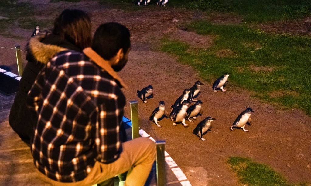 두 사람이 해질 무렵 흙길과 잔디길을 걷는 펭귄 무리를 지켜보고 있습니다.
