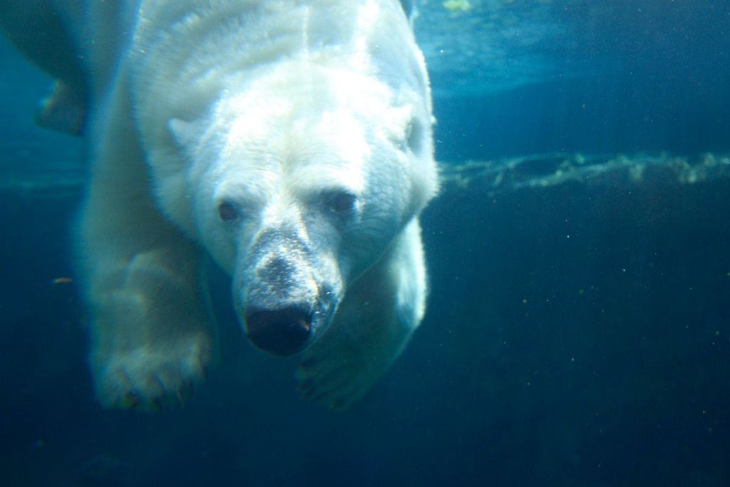 물속에서 헤엄치는 북극곰의 얼굴과 앞발이 푸른 물 속에서 선명하게 보입니다.
