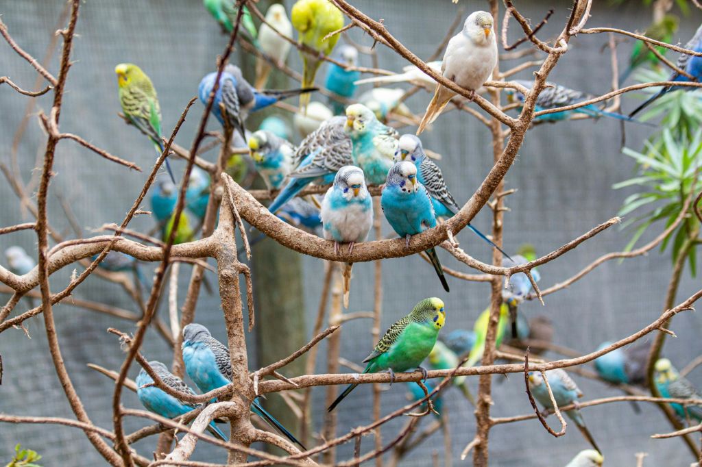 메쉬 와이어 배경이 있는 새장 안의 맨 가지에 수많은 다채로운 버저리가 자리 잡고 있습니다.