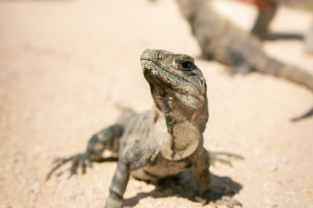 이구아나