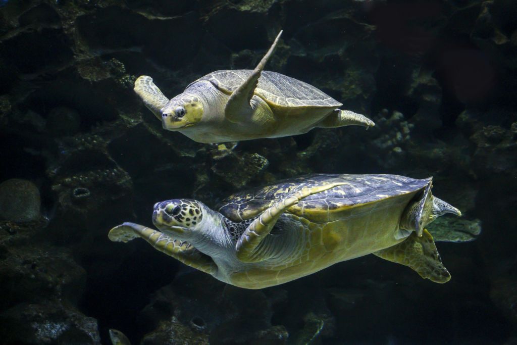 두 마리의 바다거북이 어두운 바위를 배경으로 물속을 헤엄치고 있습니다.