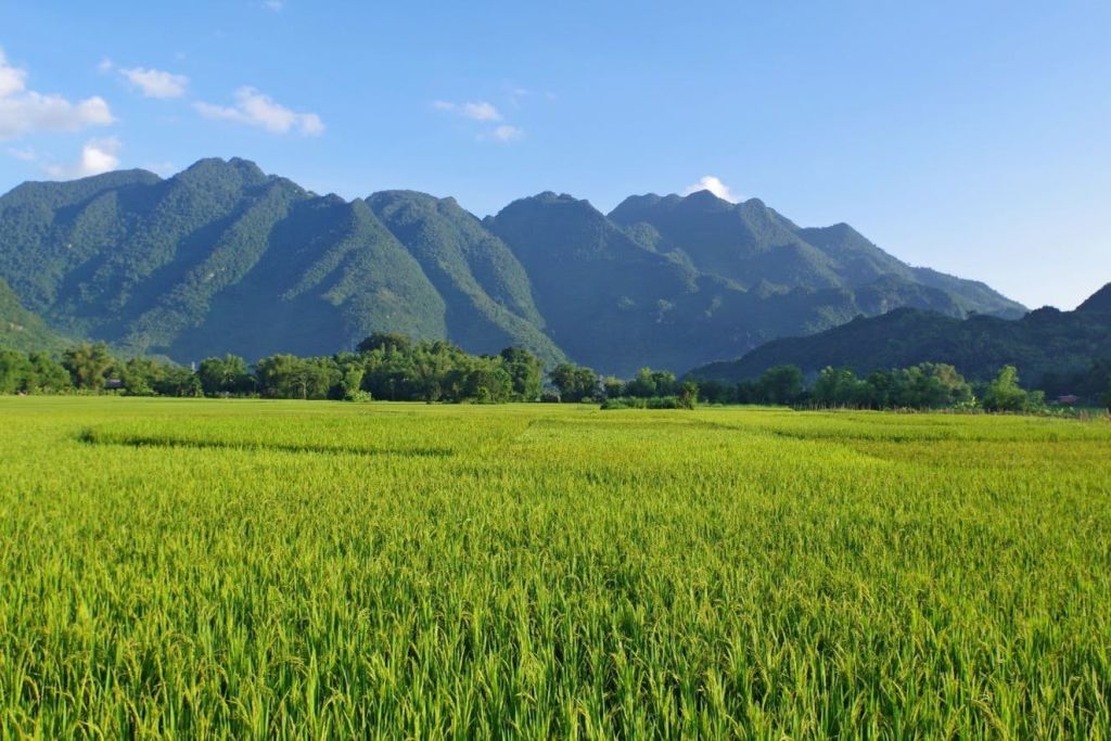 푸른 하늘 아래 높고 숲이 우거진 산을 향해 울창한 푸른 논이 펼쳐집니다.