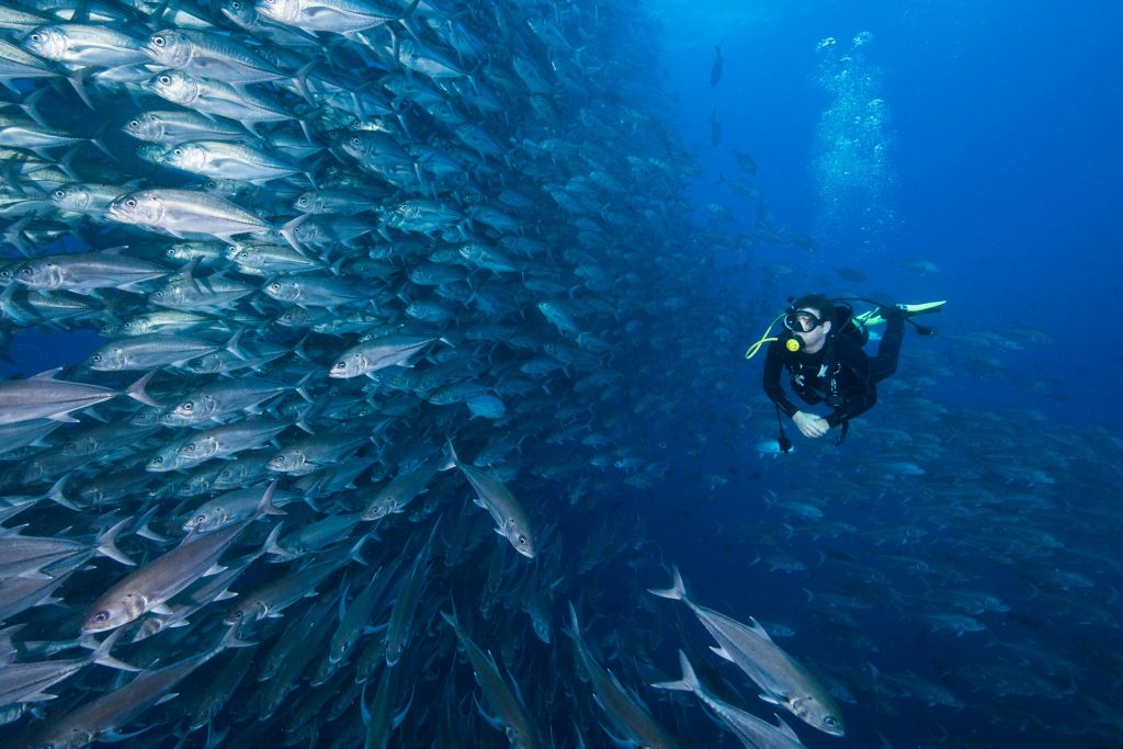 스쿠버 다이버가 맑고 푸른 바다에 있는 커다란 물고기 학교 근처에서 수영을 하고 있습니다.