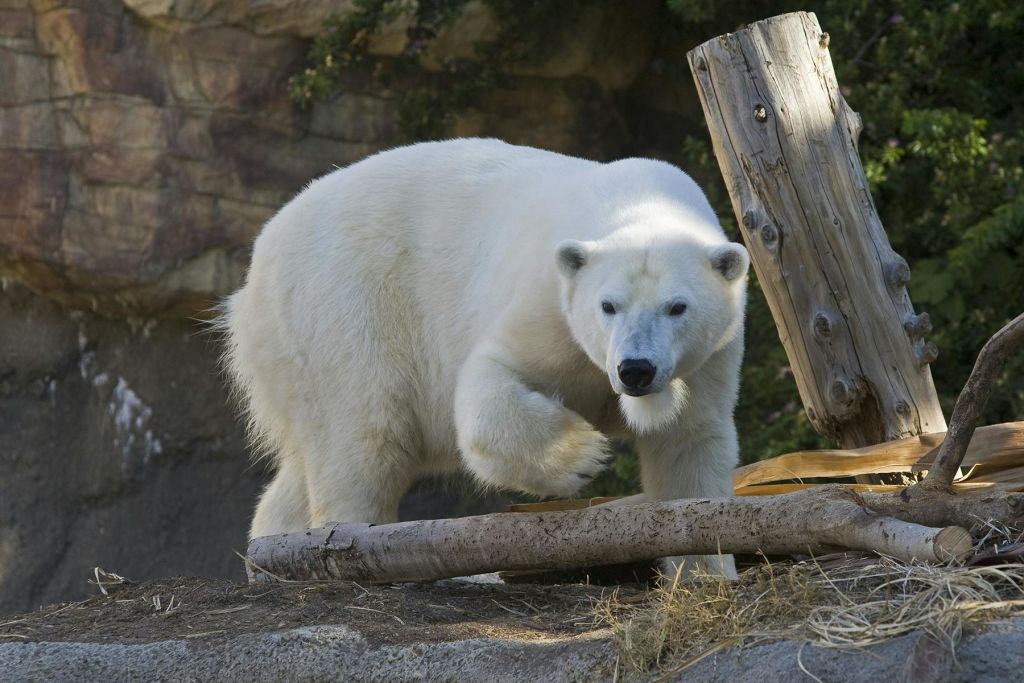 샌디에고 동물원