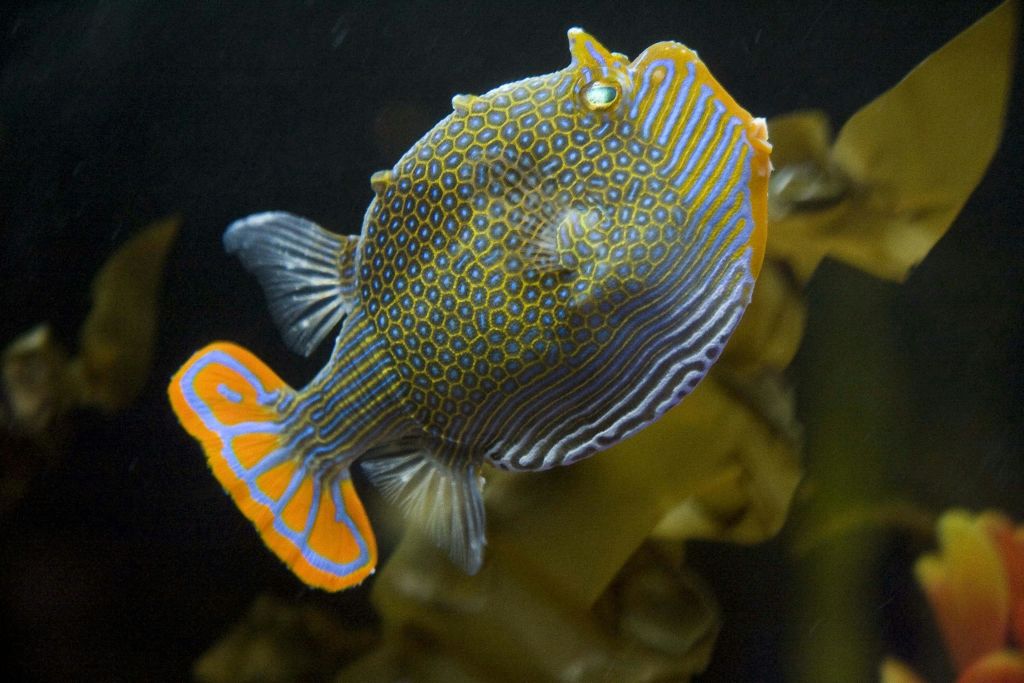 정교한 주황색과 파란색 패턴의 화려한 육각형 복어는 어둡고 흐릿한 수중 배경을 배경으로 헤엄칩니다.