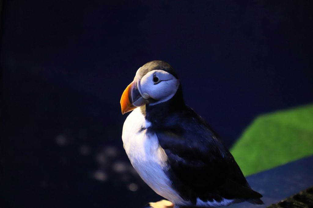 벨루가고래보호구역 해양생물 트러스트