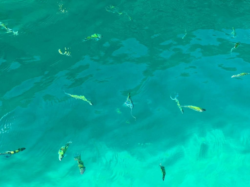 청록색의 맑은 물에서 헤엄치는 작은 물고기 몇 마리.