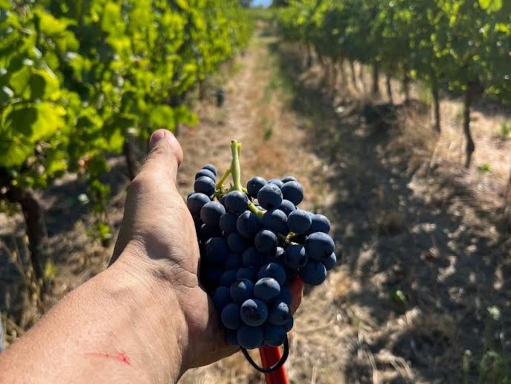 한 손이 포도원에서 짙은 보라색 포도를 잔뜩 들고 있으며, 멀리까지 포도나무가 줄지어 늘어져 있습니다.