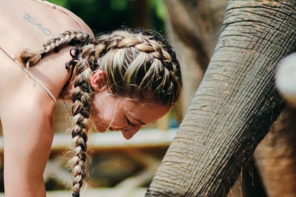 코끼리에게 먹이 주기