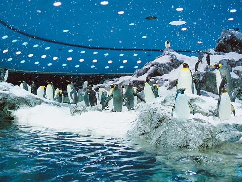 물웅덩이 근처의 눈 덮인 바위와 얼음 위에 펭귄이 서식하고 있으며, 푸른빛이 감도는 천장에는 흰색 조명이 배경으로 설치되어 있습니다.