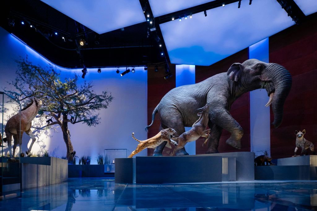 파란색 조명 아래 역동적인 장면에서 실물 크기의 코끼리 모델, 나무, 포식 동물이 전시된 박물관 전시관입니다.