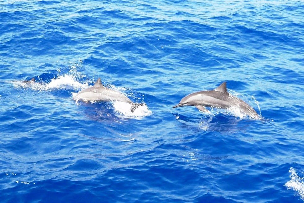 마르사알람에서 점프하는 사타야 스피너 돌고래.