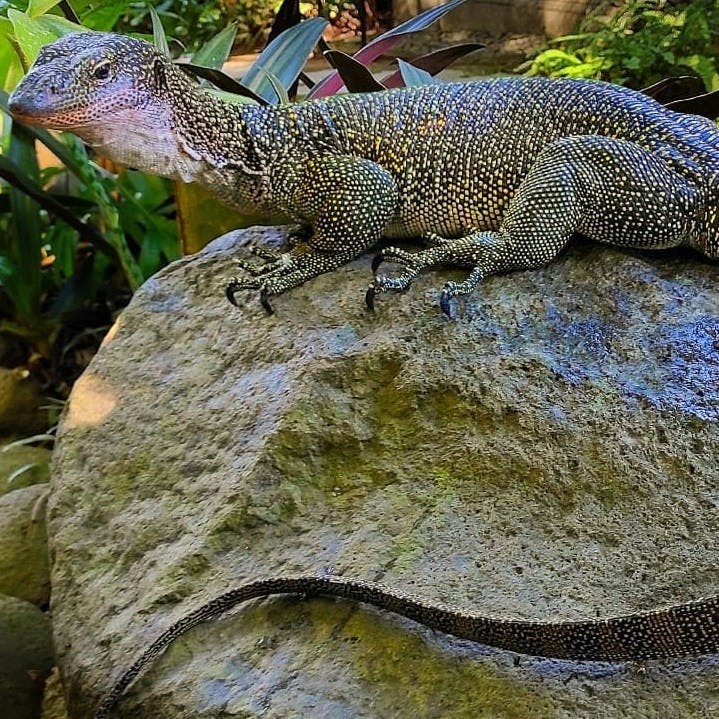 무성한 녹색 정원의 커다란 바위 위에 반점 무늬의 도마뱀이 놓여 있습니다.