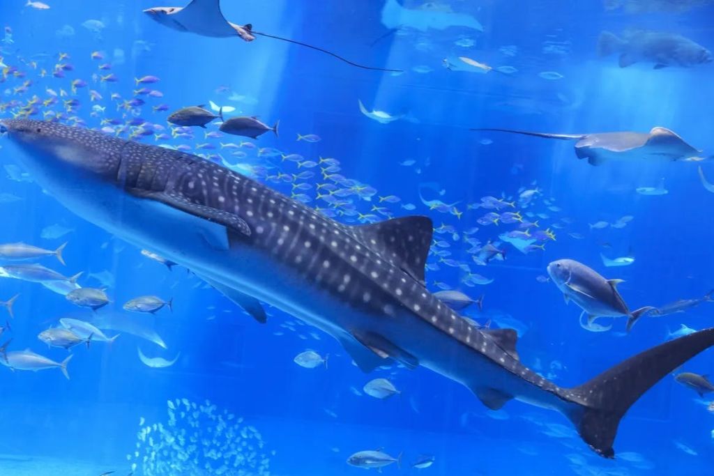 커다란 고래 상어가 밝은 파란색 수족관에서 다양한 다채로운 물고기와 가오리 사이를 헤엄치고 있습니다.