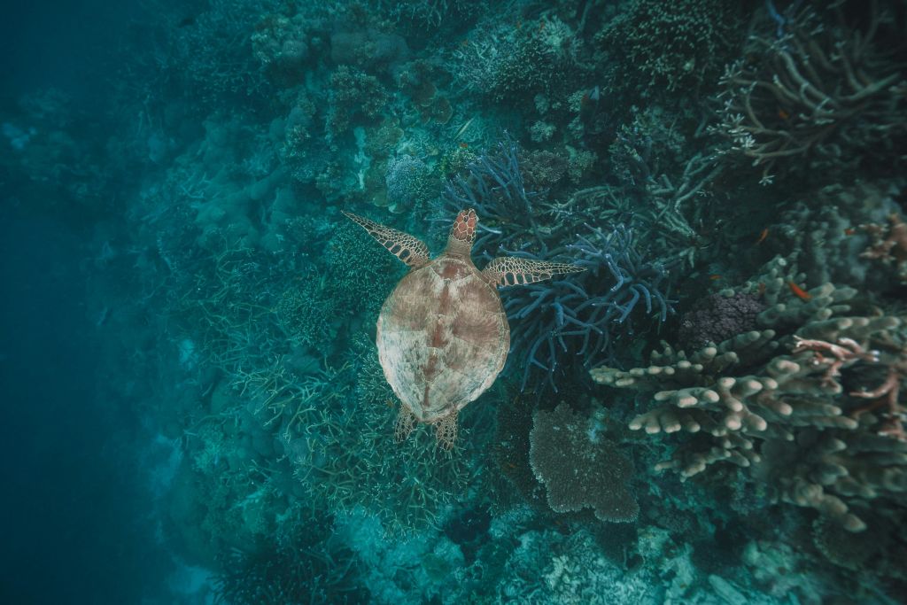 맑은 청록색 바다에서 바다거북이 형형색색의 산호초 위를 헤엄치고 있습니다.