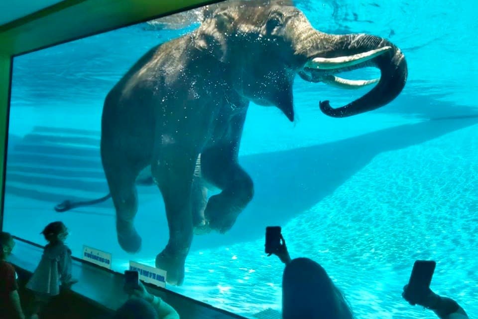 파타야 카오커우 오픈 동물원