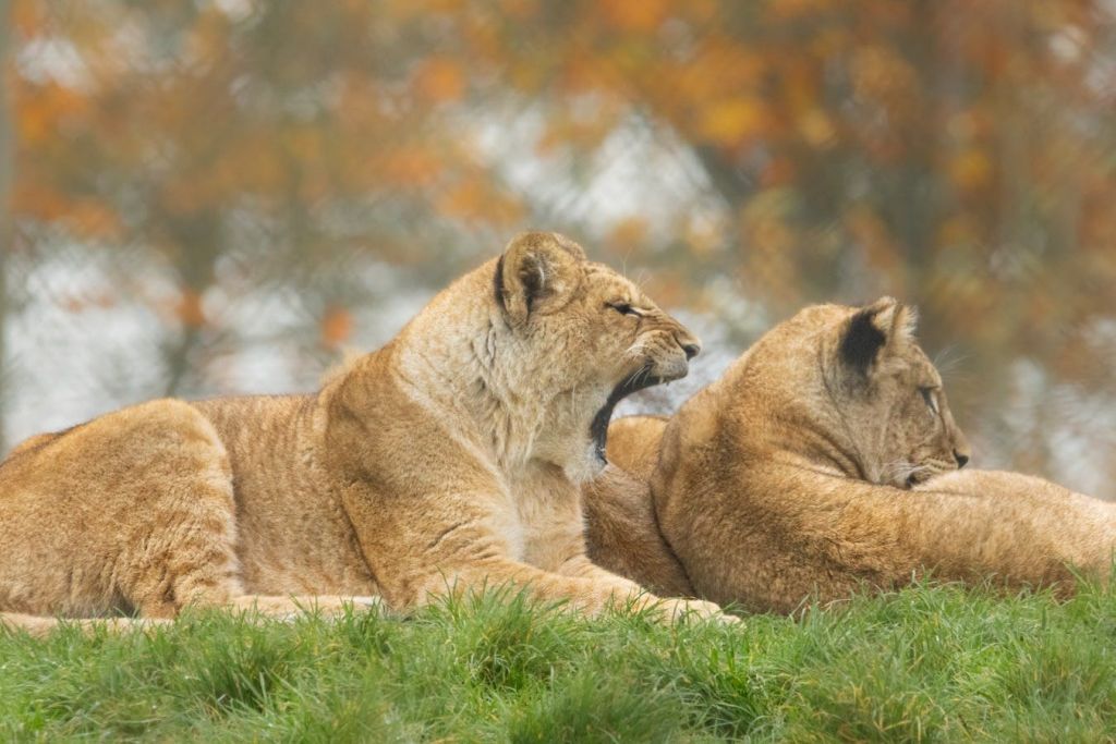 흐릿한 배경에 가을 단풍이 깔린 잔디밭에 놓인 두 마리의 사자가 하품을 하고 있습니다.