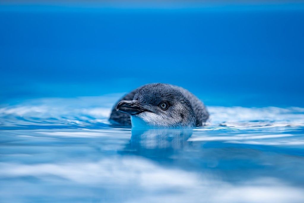 필립 아일랜드 펭귄 퍼레이드